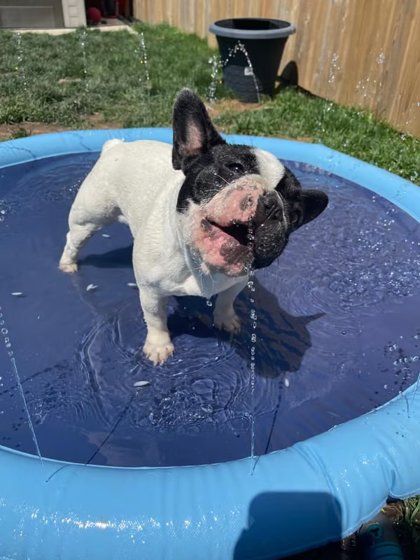 🎁Christmas Gifts🎄48%OFF🎅🔥Dog Splash Sprinkler Pad