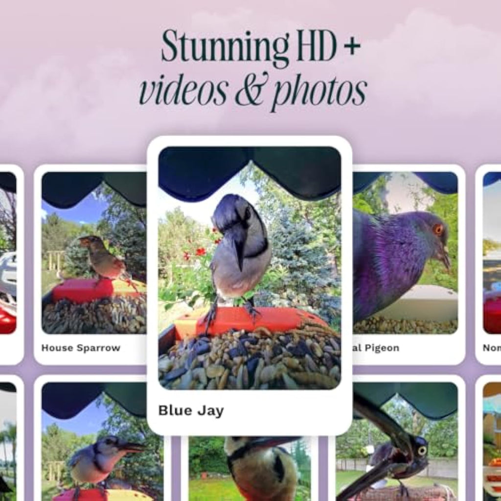 🌞 Solar Bird Feeder with Camera – 50% OFF Today! 🐦📸